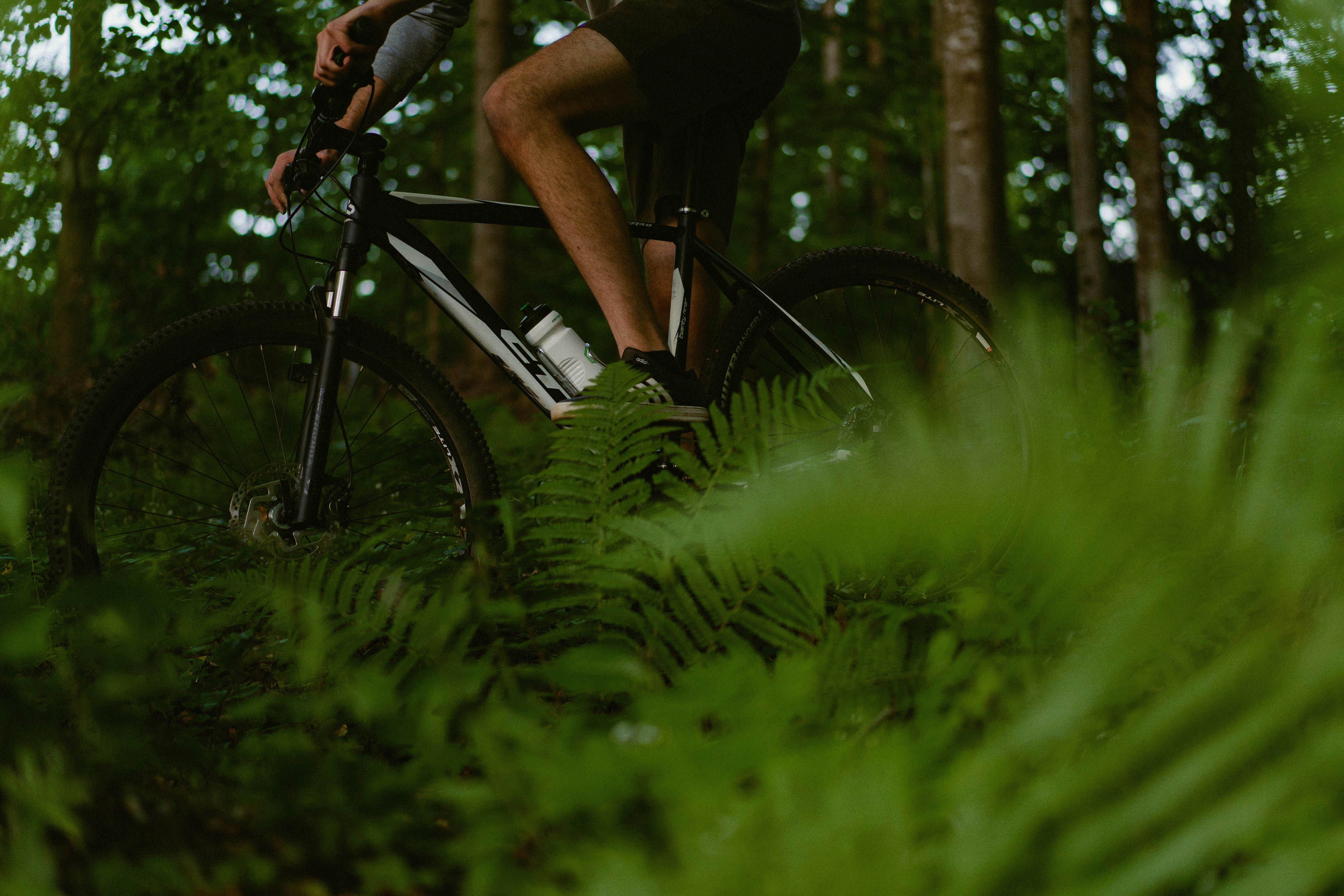 Cyclist navigating lush forest trail surrounded by greenery and ferns.