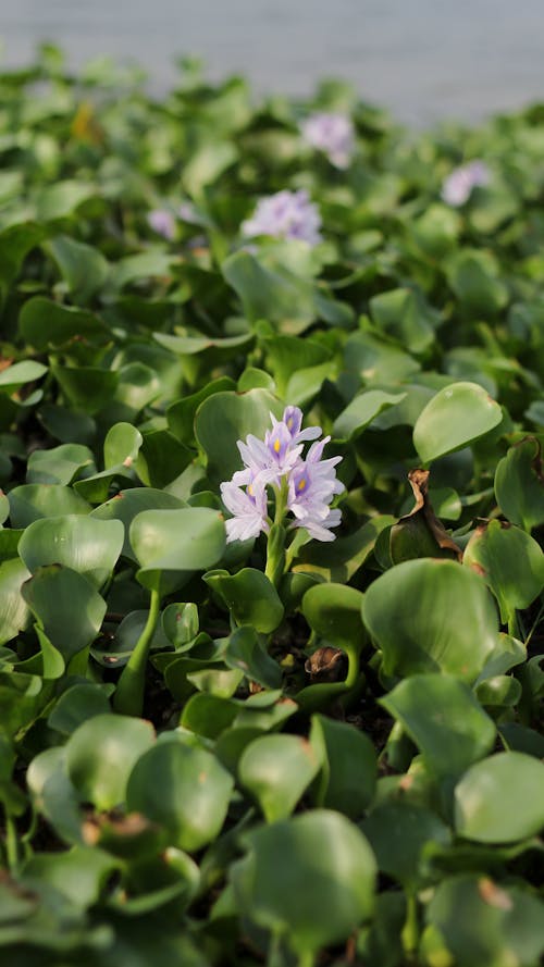 Kostenloses Stock Foto zu seerose, stau, wasserlilien