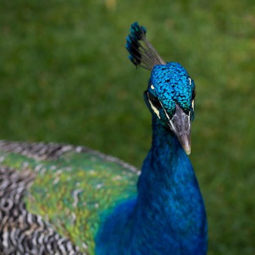 Foto profissional grátis de animal, ave, pavão