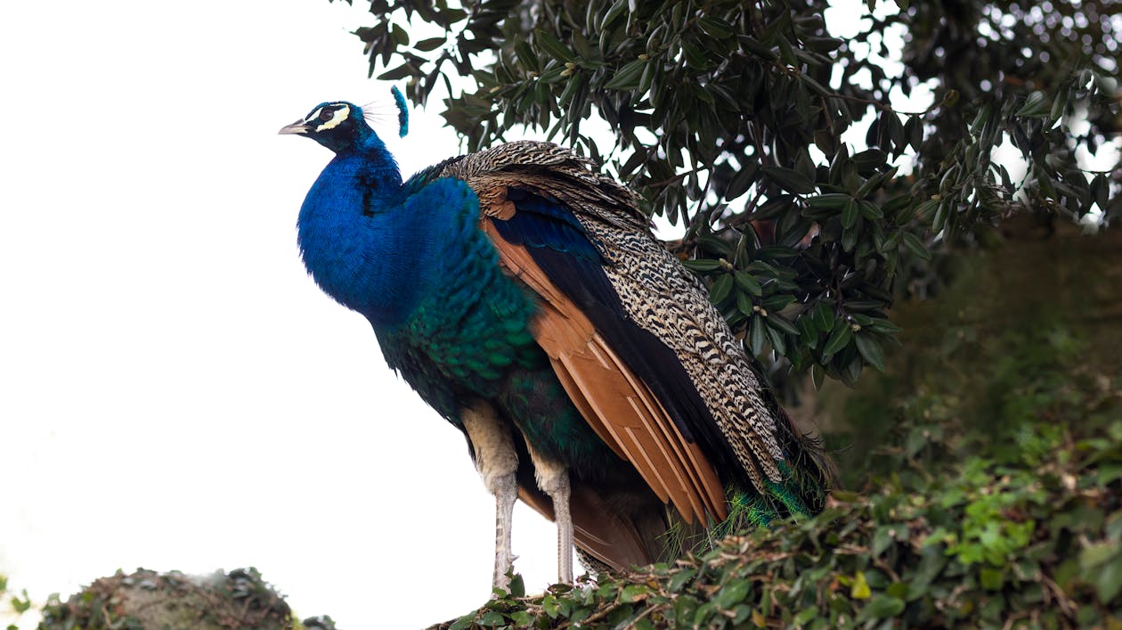 Foto profissional grátis de animal, ave, bicho