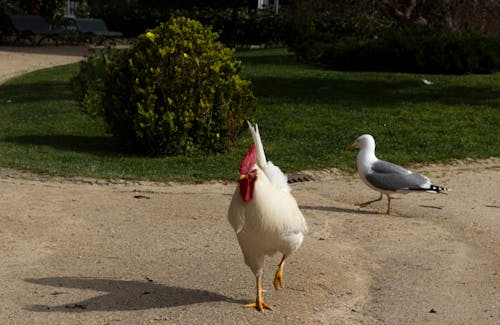 Imagine de stoc gratuită din animal, cocoș, grădină