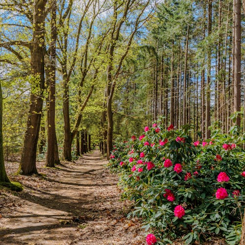 Foto profissional grátis de a holanda, calçada, caminho pela floresta