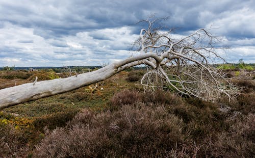 Foto profissional grátis de a holanda, árvore caída, árvore morta