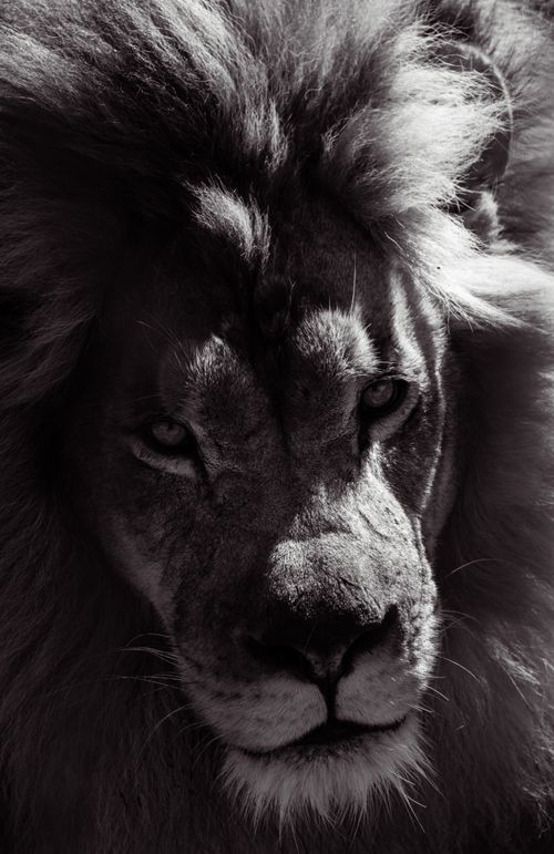 Free Close-up of a lion's face in black and white, highlighting its majestic mane. Stock Photo