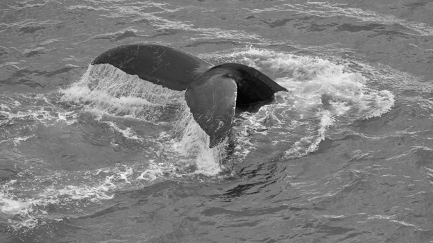 Black and white image of a whale tail diving into the ocean.