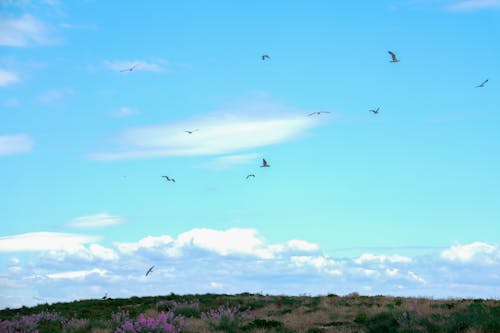 Seagulls in Flight Over Blossoming Heath