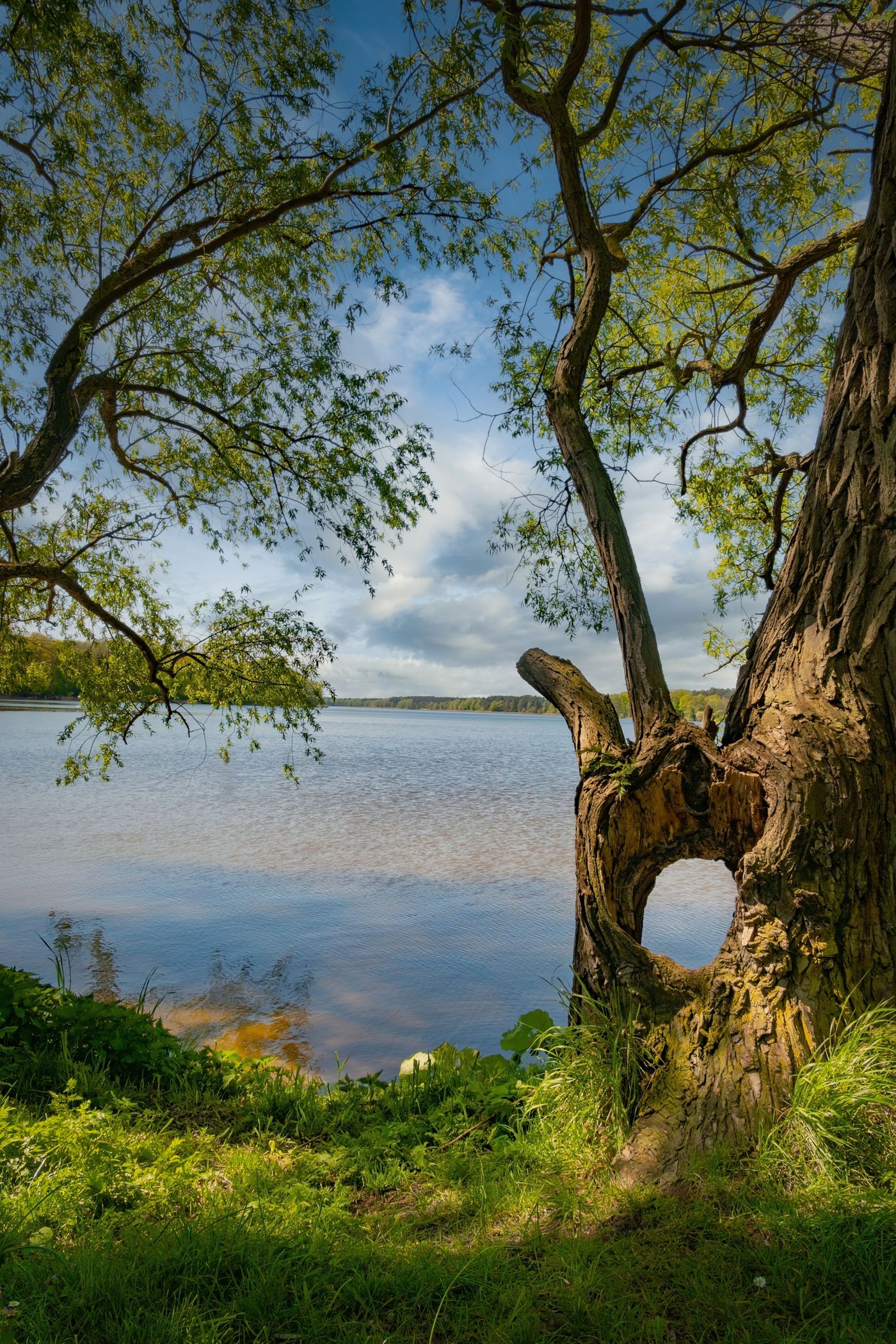 A quiet lake edged with lush summer trees