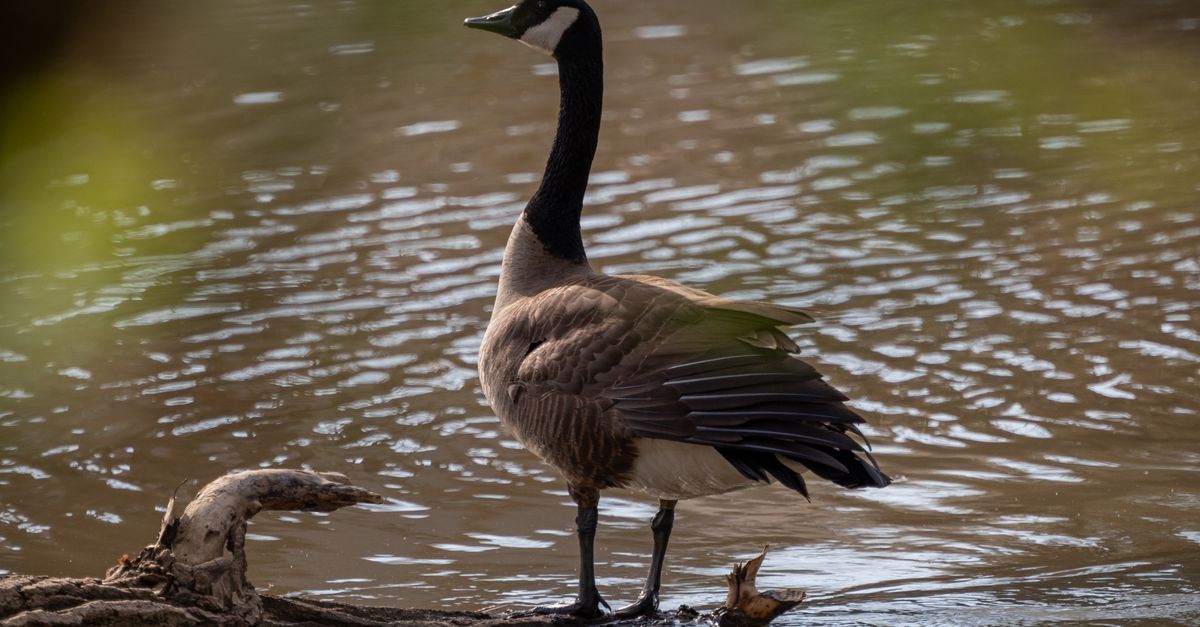 Goose Stranding Canadian Goose Standing in Water · Free Stock Photo