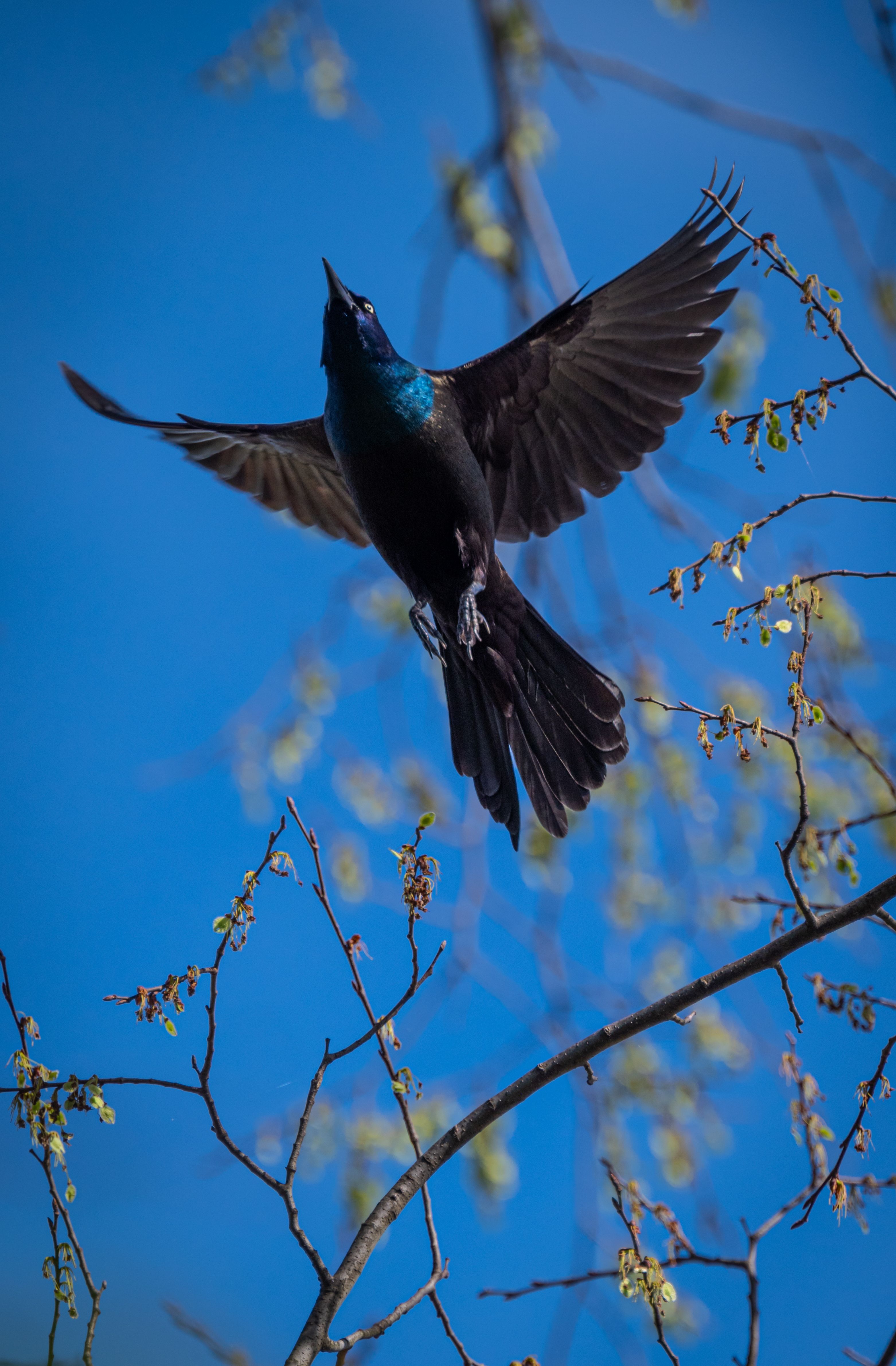 Common Grackle in Flight · Free Stock Photo