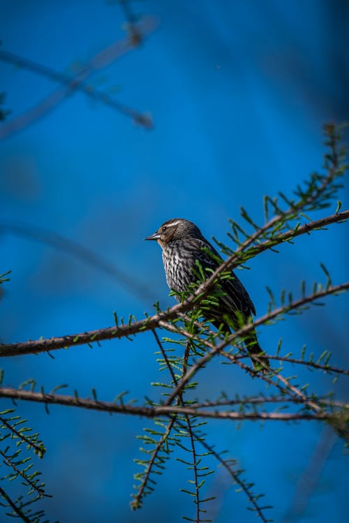 Foto stok gratis berbayang, biologi, burung