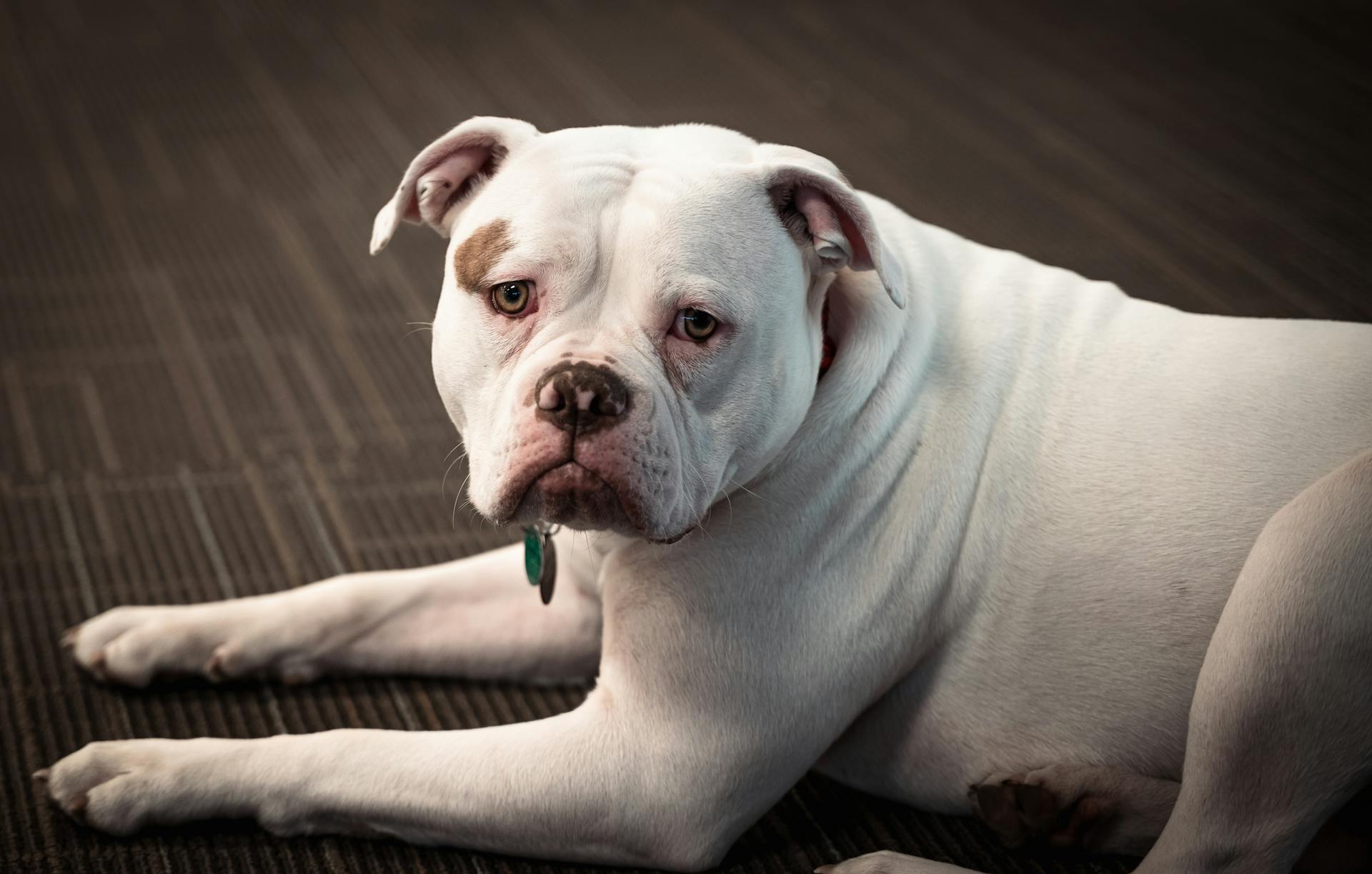 Witte Amerikaanse Bulldog