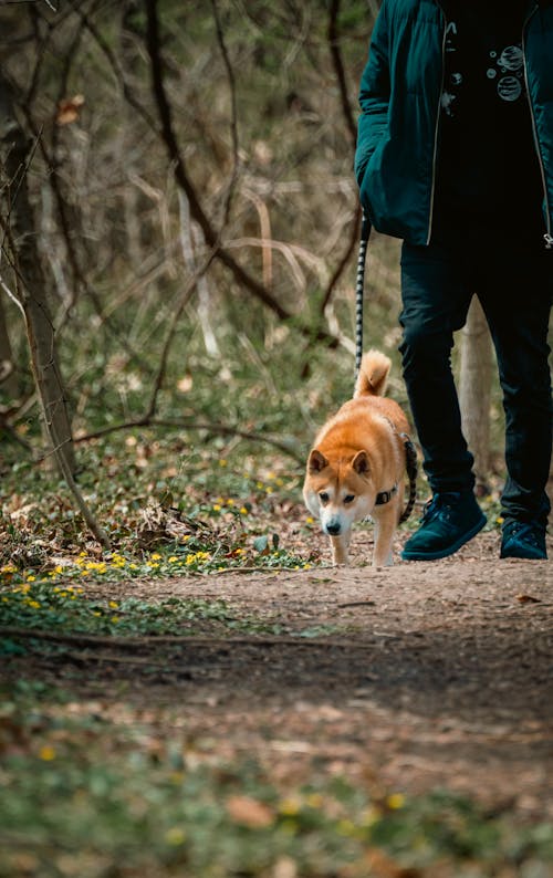 Foto stok gratis anak anjing, anjing, binatang