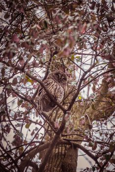 owl photo