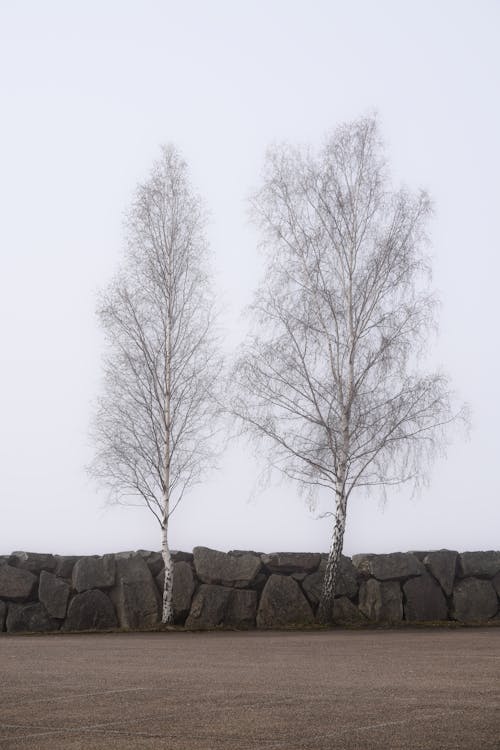 Two birch trees in the fog