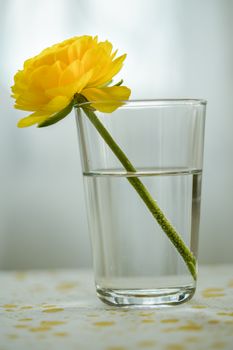 A vivid yellow flower in a clear glass half-filled with water, placed on a table.