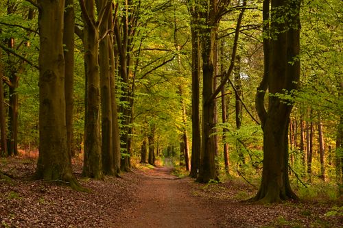 Free Peaceful forest path lined with tall trees and green foliage in springtime. Stock Photo