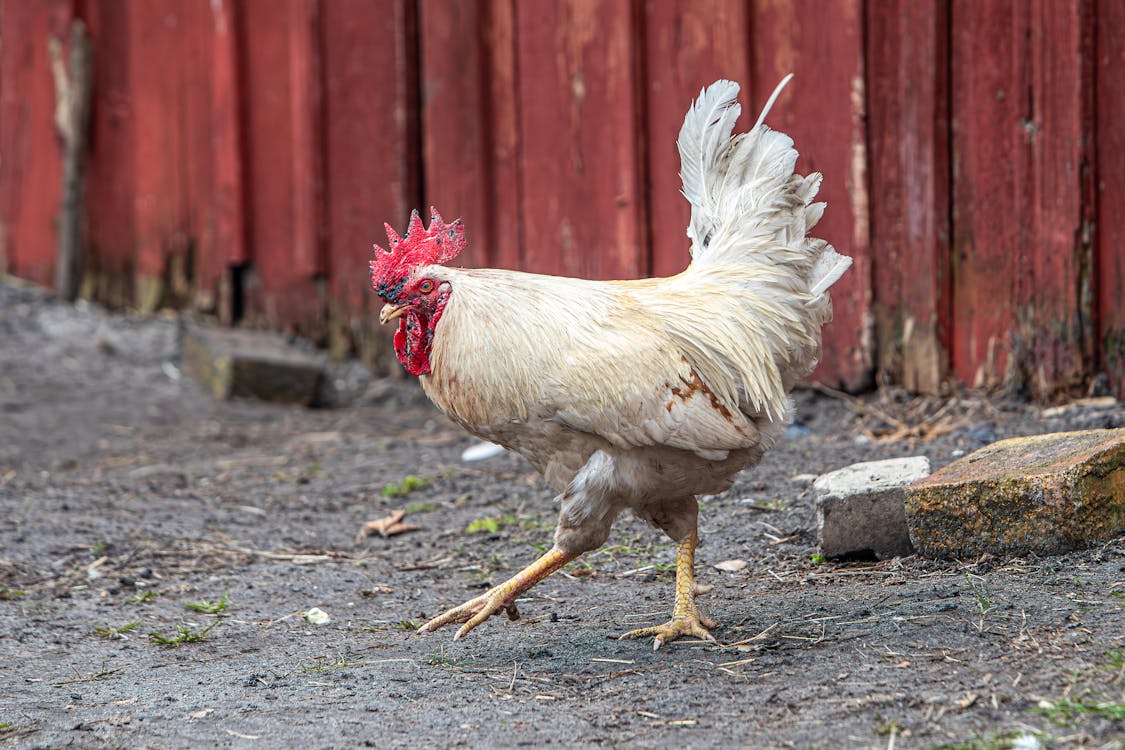 A rooster walking on dirt near a red building
