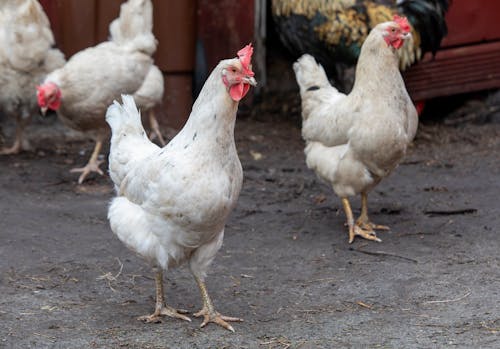 产蛋量, 公雞, 养鸡场 的 免费素材图片