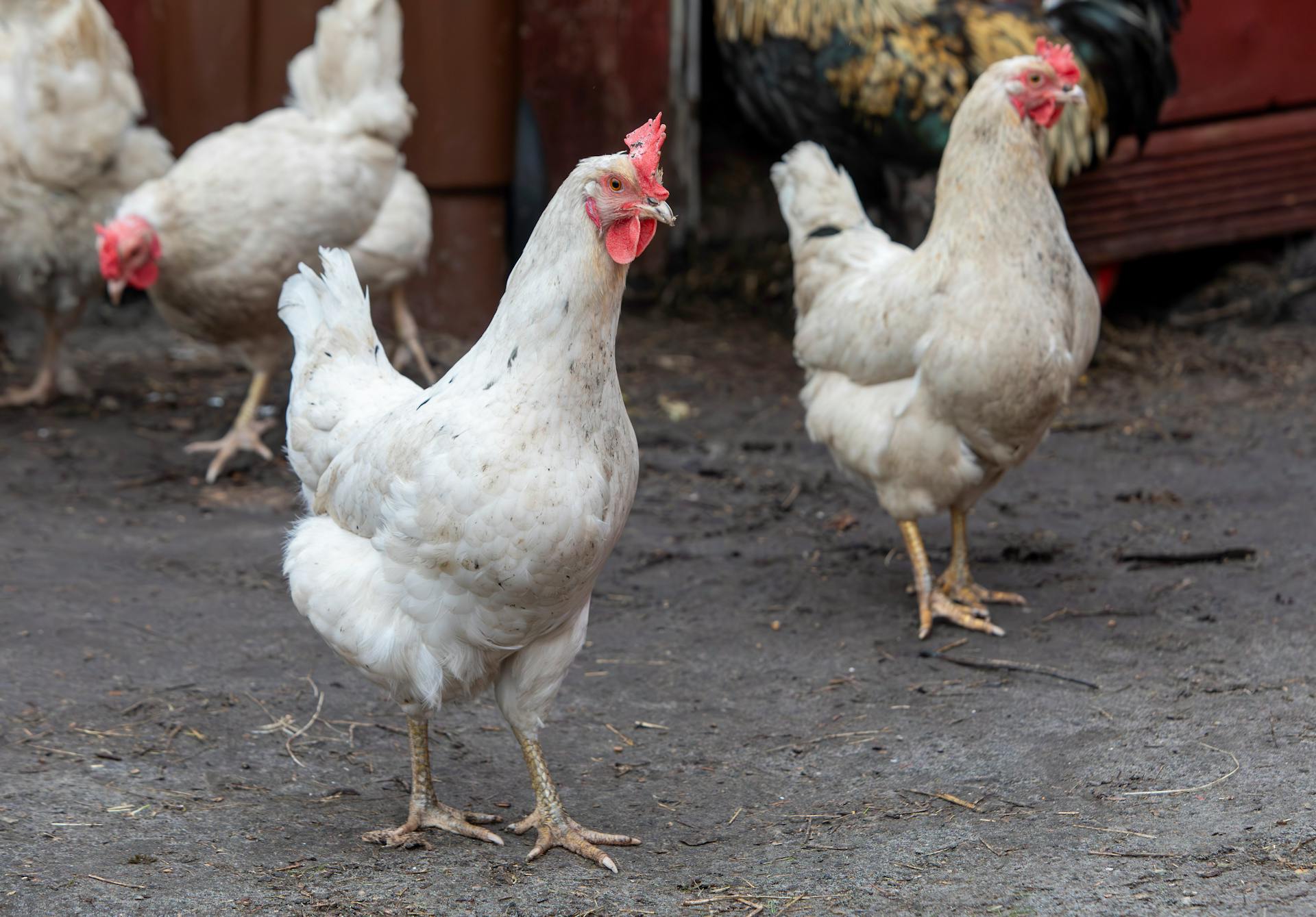 View of Hens and a Rooster Walking near the Chicken Coop