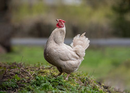 A white chicken standing on top of a grassy hill