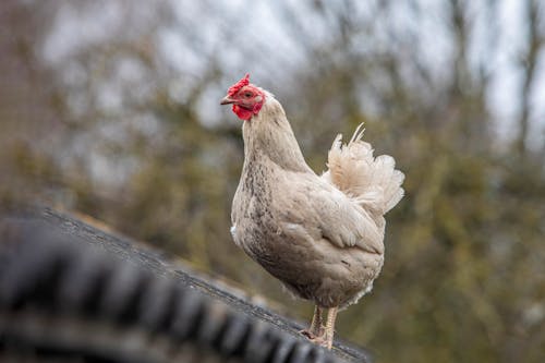 Kostnadsfri bild av äggproduktion, bakgård kycklingar, bondgårdsdjur