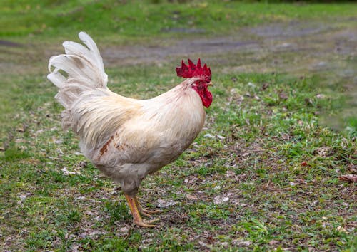 A white rooster standing in the grass