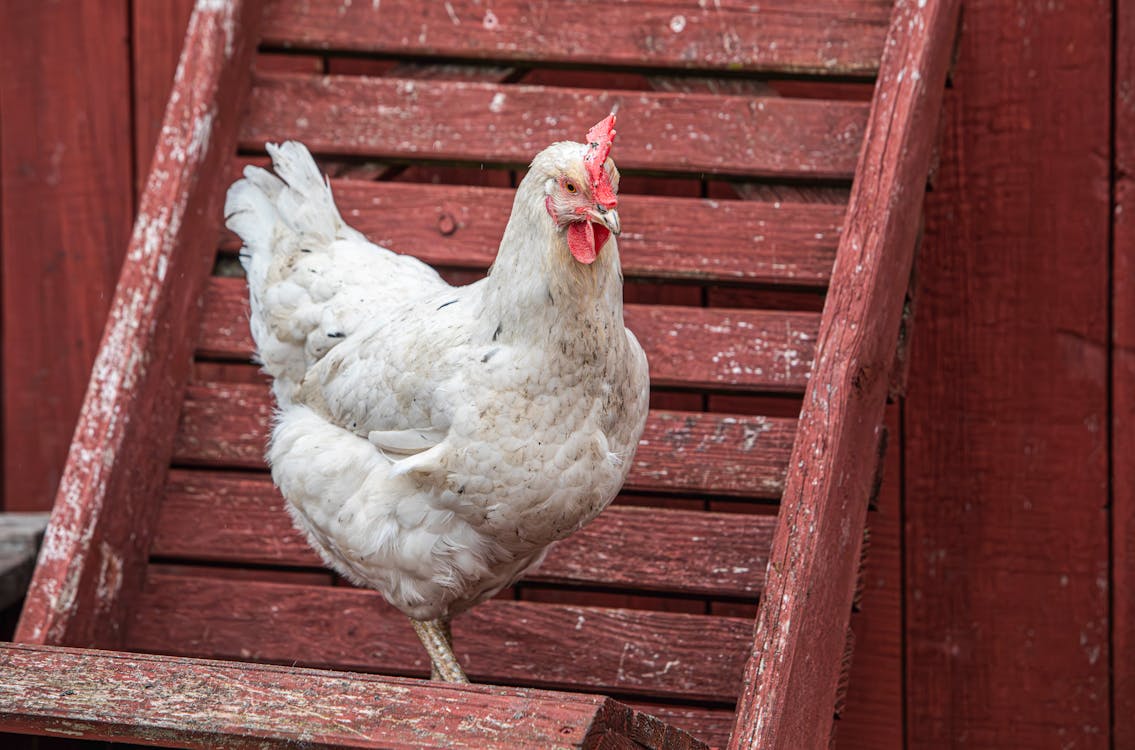 A white chicken standing on a red wooden chair