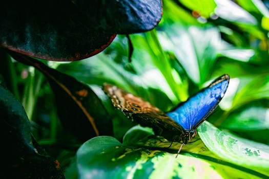 Majestic Blue Morpho butterfly resting amid lush green foliage in Key West.