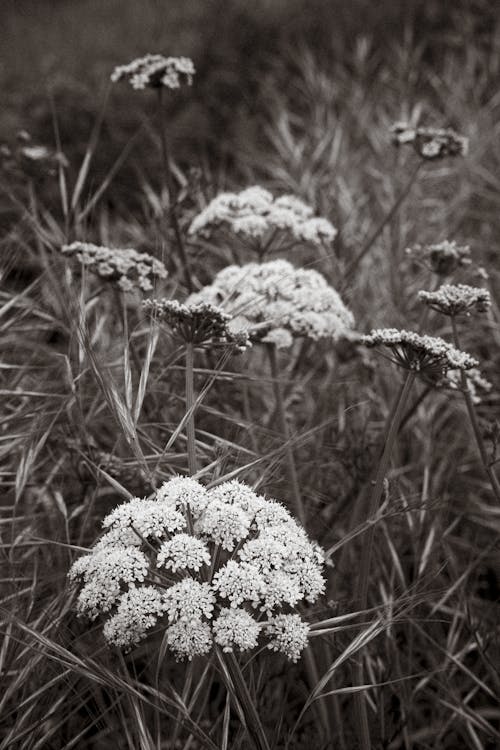 Gratis stockfoto met bloemen