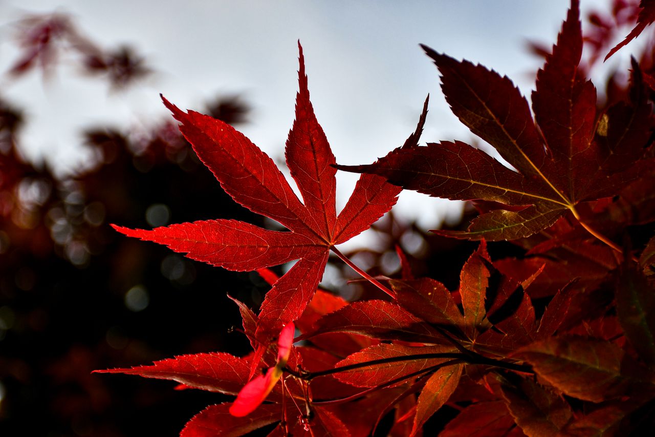close up of vivid red maple leaves backlit by autumn sunlight showcasi