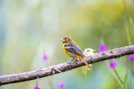 Oriole Perching on Branch