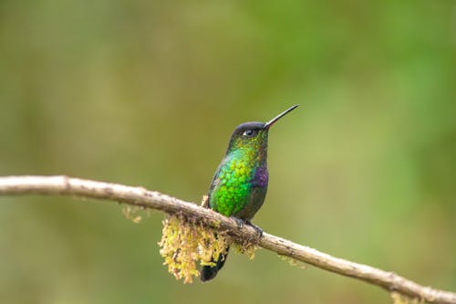 Free A vibrant Fiery-Throated Hummingbird perched against a blurred green backdrop. Stock Photo