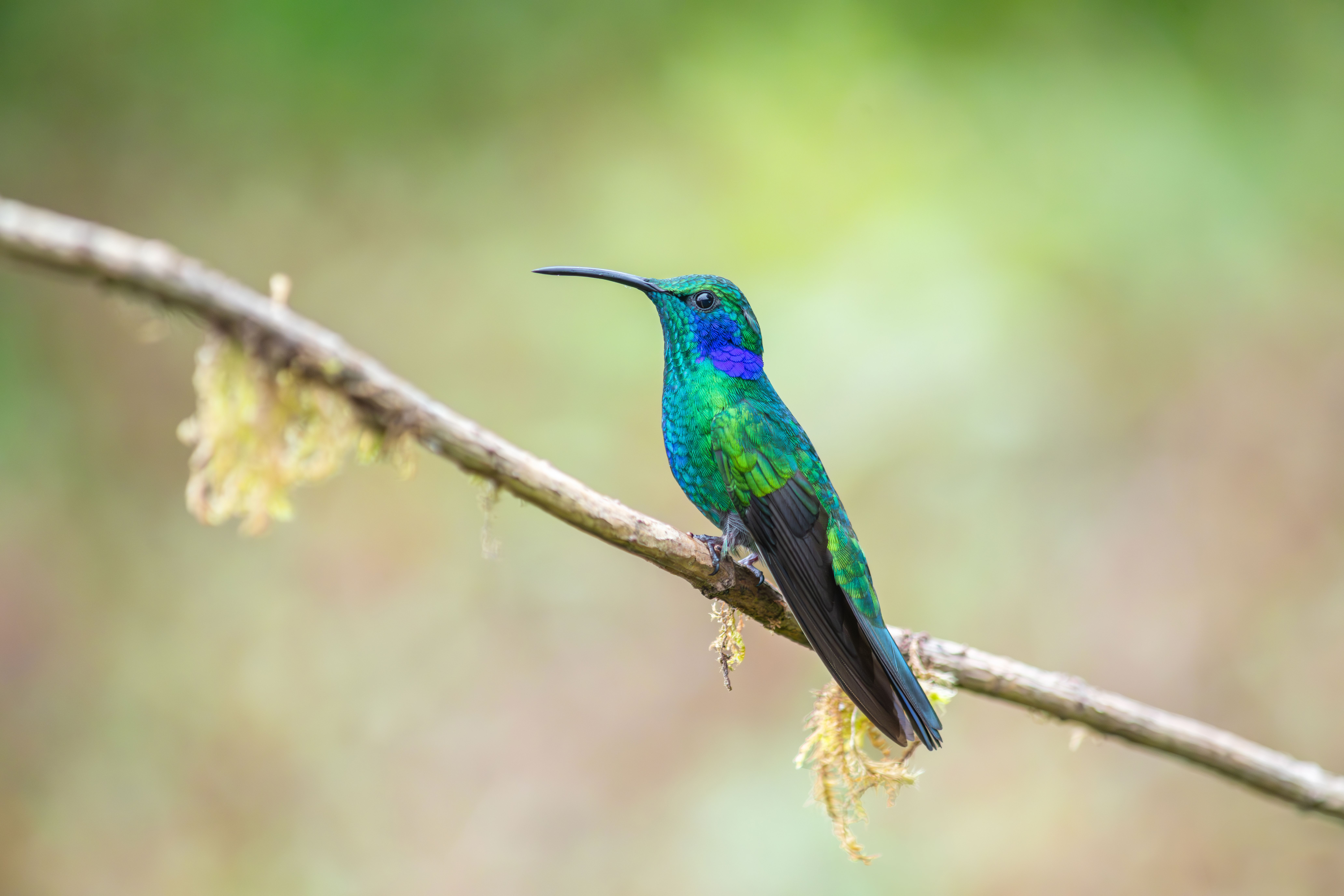 Colibri · Free Stock Photo