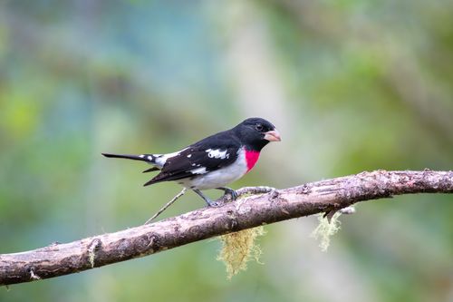 Free Elegant rose-breasted grosbeak perched on a branch in a natural setting. Stock Photo