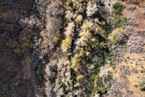 An aerial view of a forested area with trees