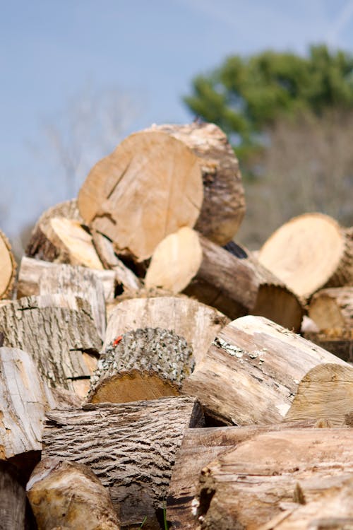 A pile of wood logs with a pile of wood