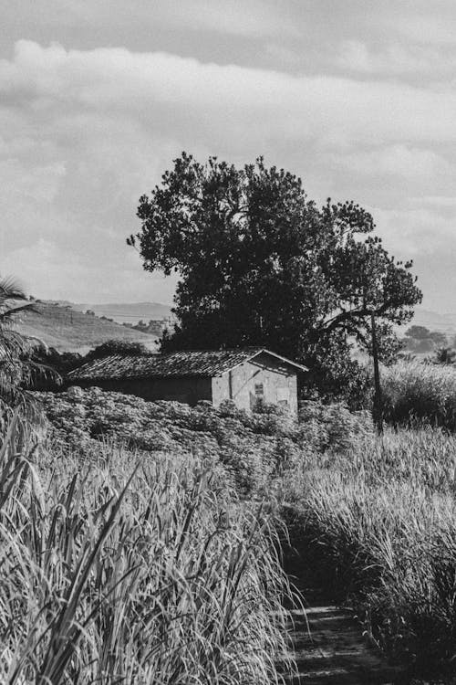 Δωρεάν στοκ φωτογραφιών με casa solitária, αγροικία, αγρόκτημα