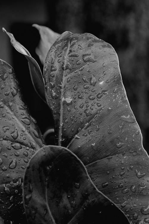 Ilmainen kuvapankkikuva tunnisteilla basilikan lehdet, folhas, gotas de chuva