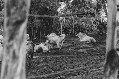 Δωρεάν στοκ φωτογραφιών με bois, αγελάδες, αγρόκτημα