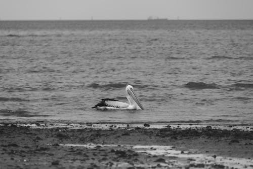 A pelican swimming in the ocean near a beach
