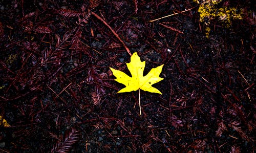 Free stock photo of autumn leaf, fall, leaf