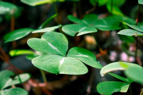Free Macro shot of vibrant green clover leaves in a forest setting, showcasing natural beauty. Stock Photo