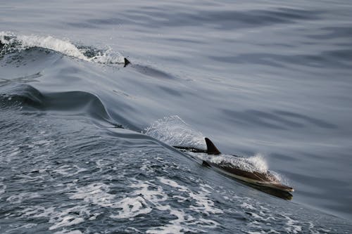 Two dolphins swimming in the ocean near a boat