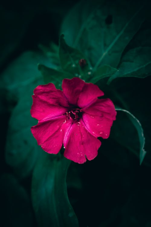 A close up of a Marvel of Peru magenta pink flower