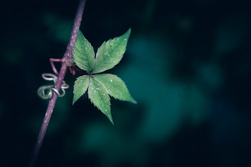 A close up of young Japanese Creeper leaves