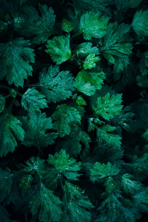 A close up of green Mugwort leaves texture pattern with rain drops