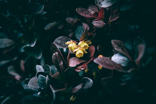 A close up of small yellow flowers of a Barberry bush