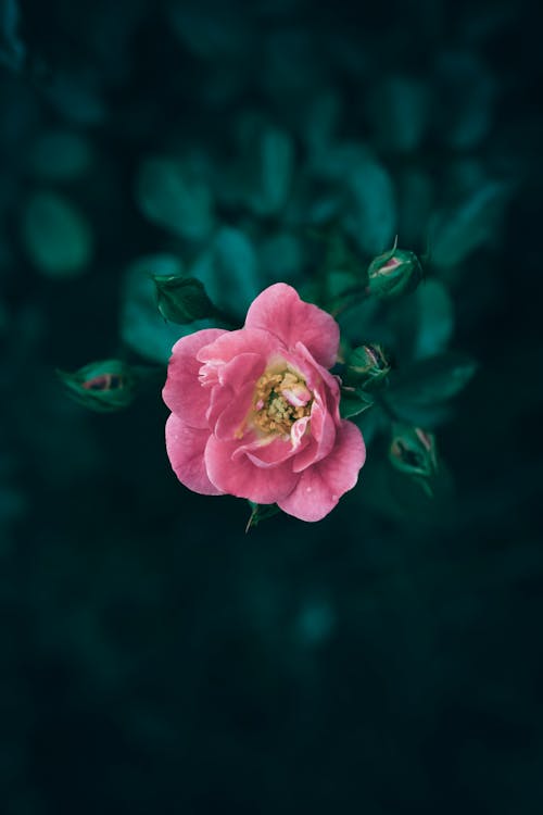 A close up of a pink Mountain Rose flower and flower buds