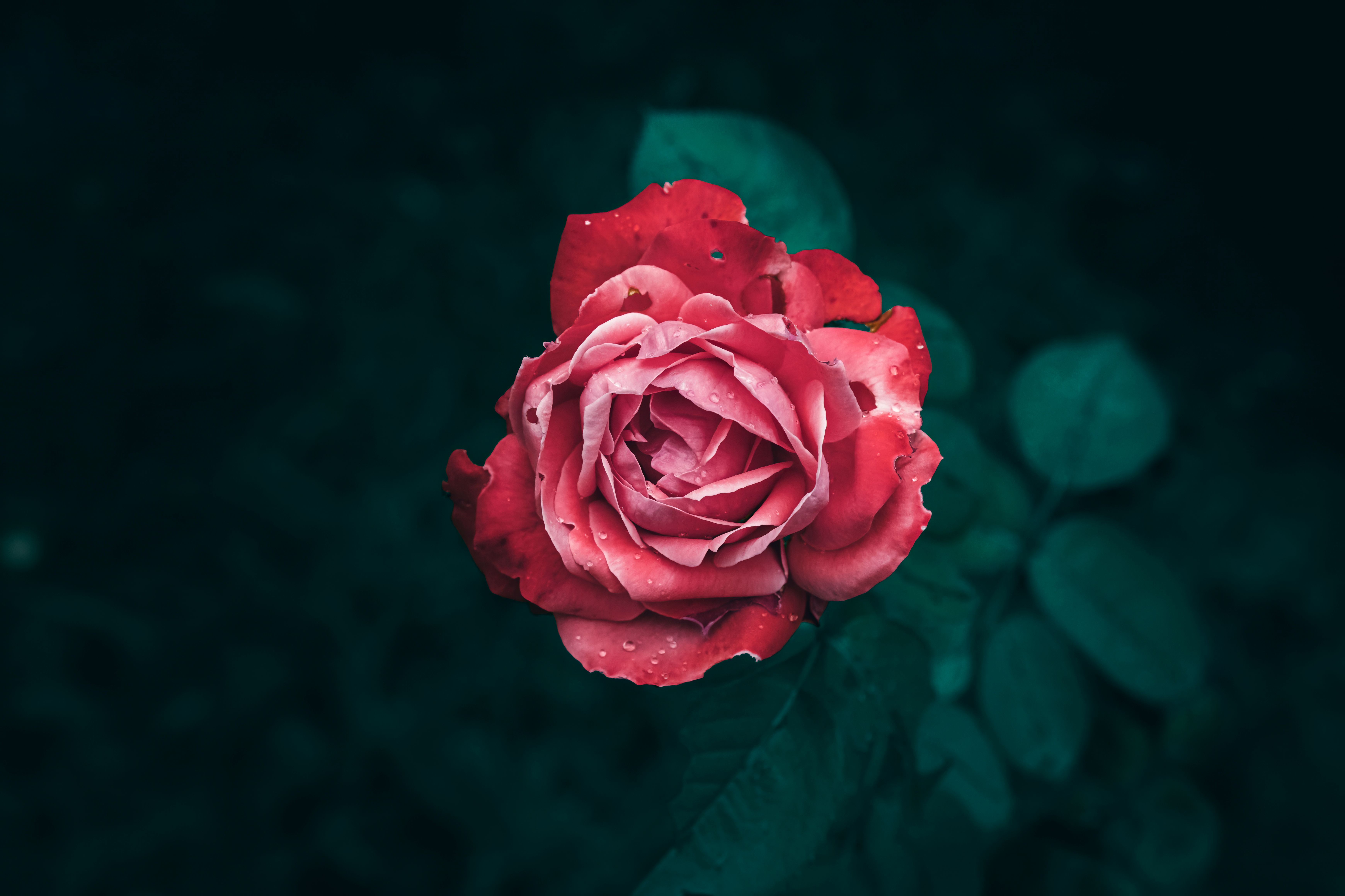 A close up of a single red rose flower in bloom with green leaves ...