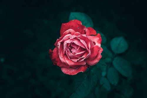 A close up of a single red rose flower in bloom with green leaves